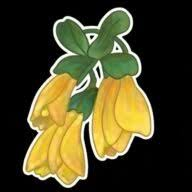 Logo Kowhai Consulting Ltd.