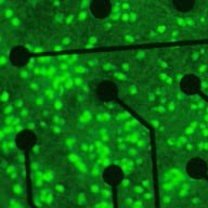 Logo Qwane Biosciences SA