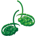 Logo Dabomb Protein Biotech Corp.