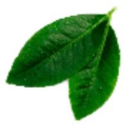 Logo AfriNat (Pty) Ltd.